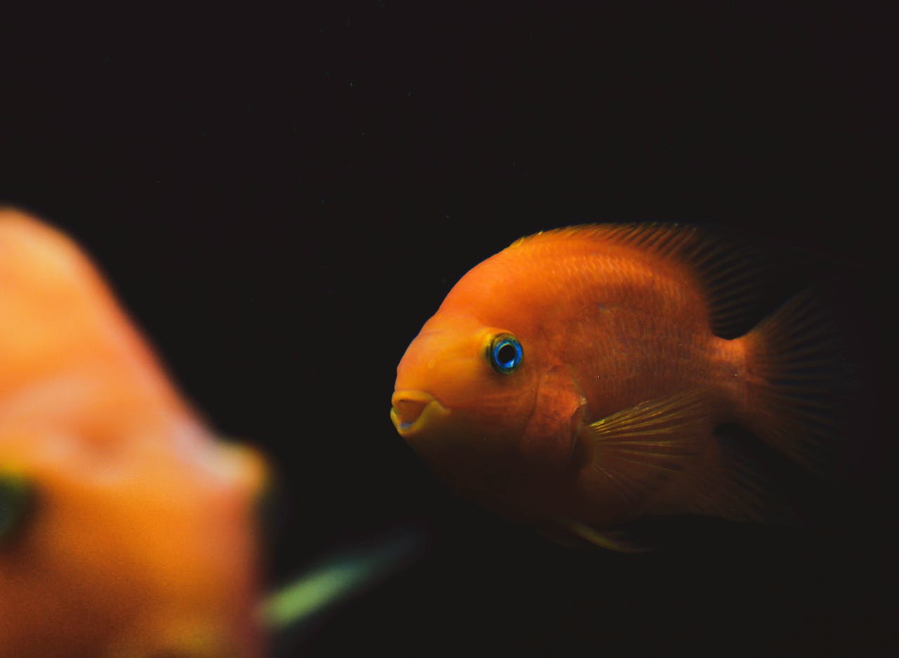 Goldfish Losing Black Color