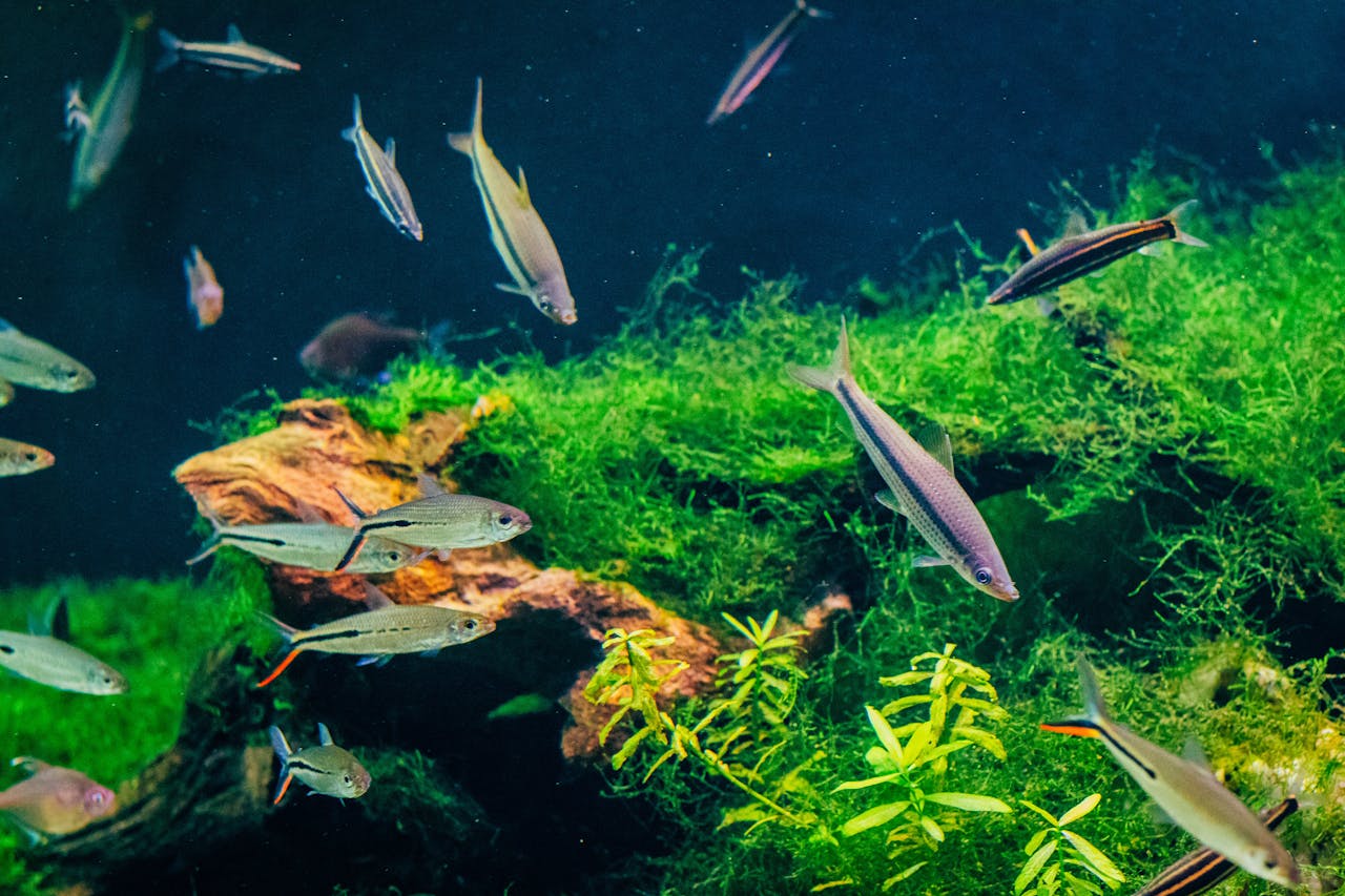 Best Goldfish For Aquarium
