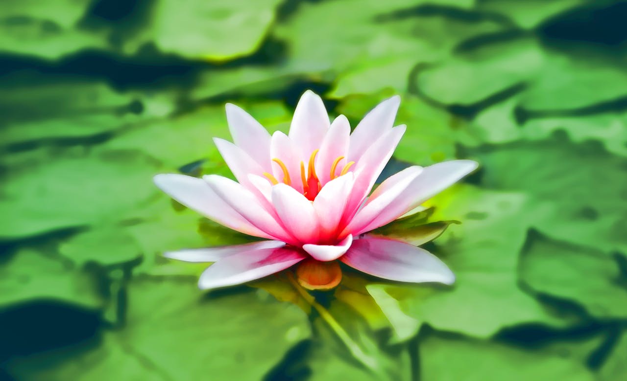 Pond Plants For Goldfish