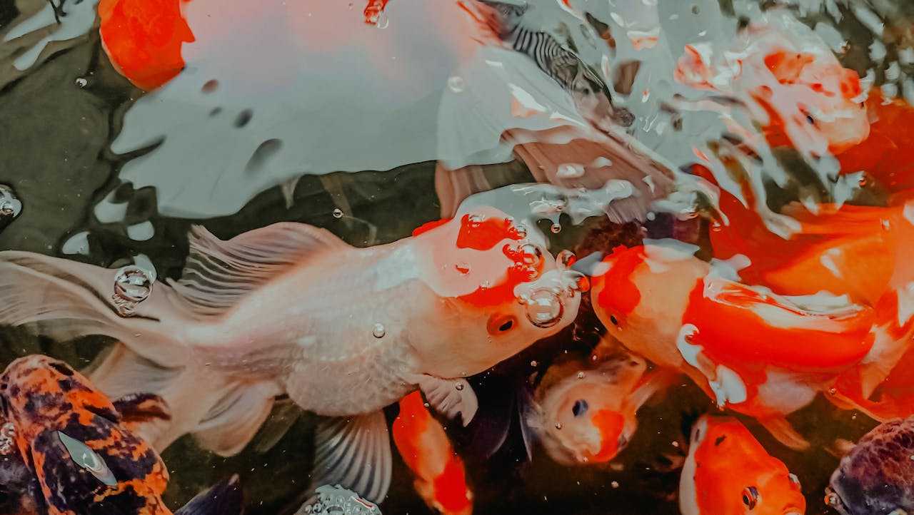 Oranda Goldfish White Spot On Head Oranda Goldfish White Spot On Head