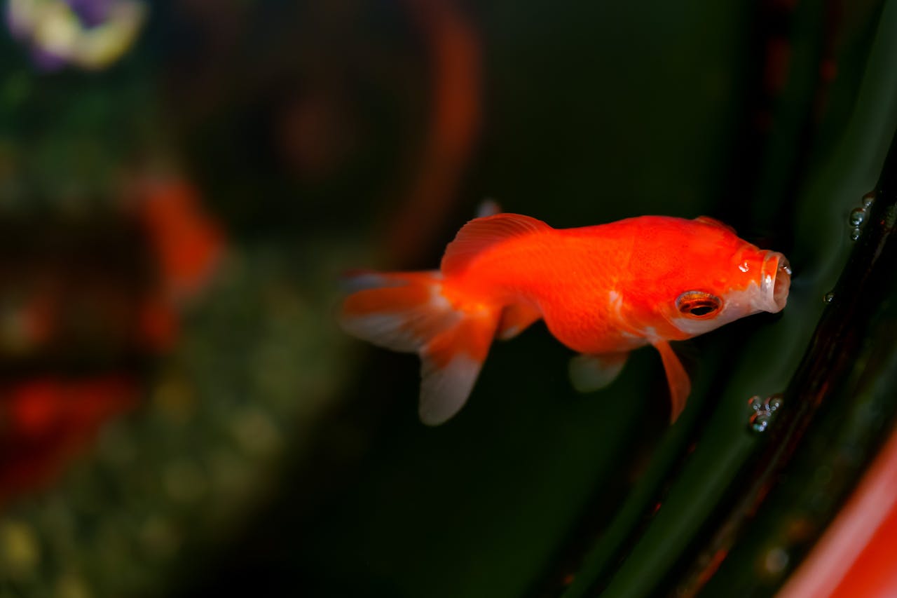 Gas Bubble Disease Goldfish