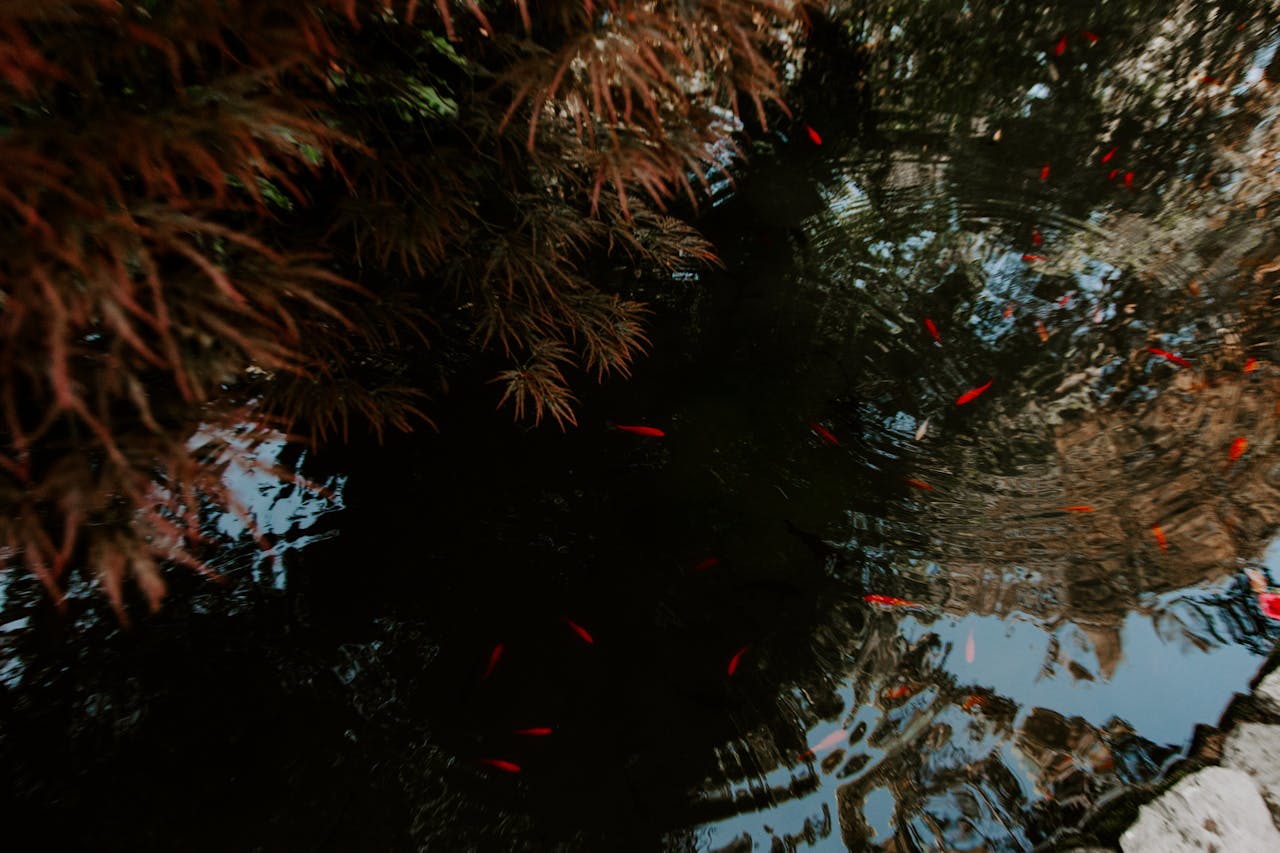 Goldfish Pond Filter