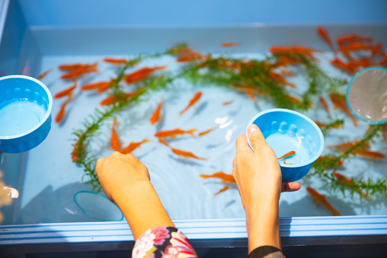 Shubunkin Goldfish Pond