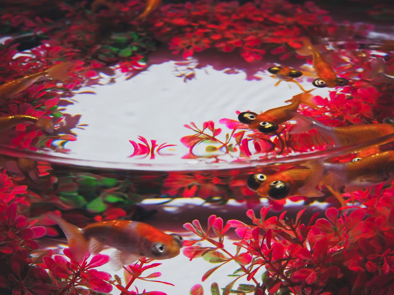 Is Goldfish Plant Good Luck?