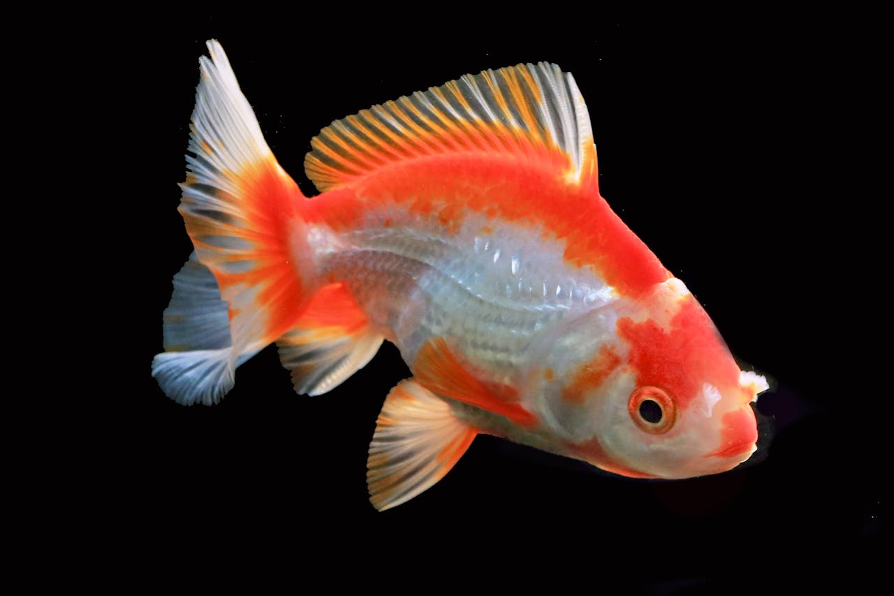 Goldfish Tumor Burst