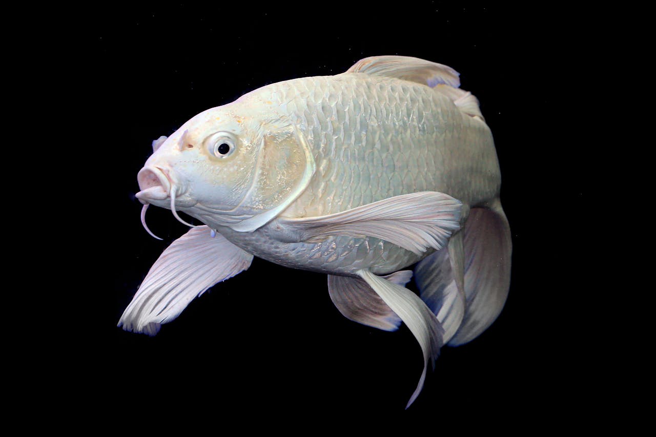 Goldfish White Fungus