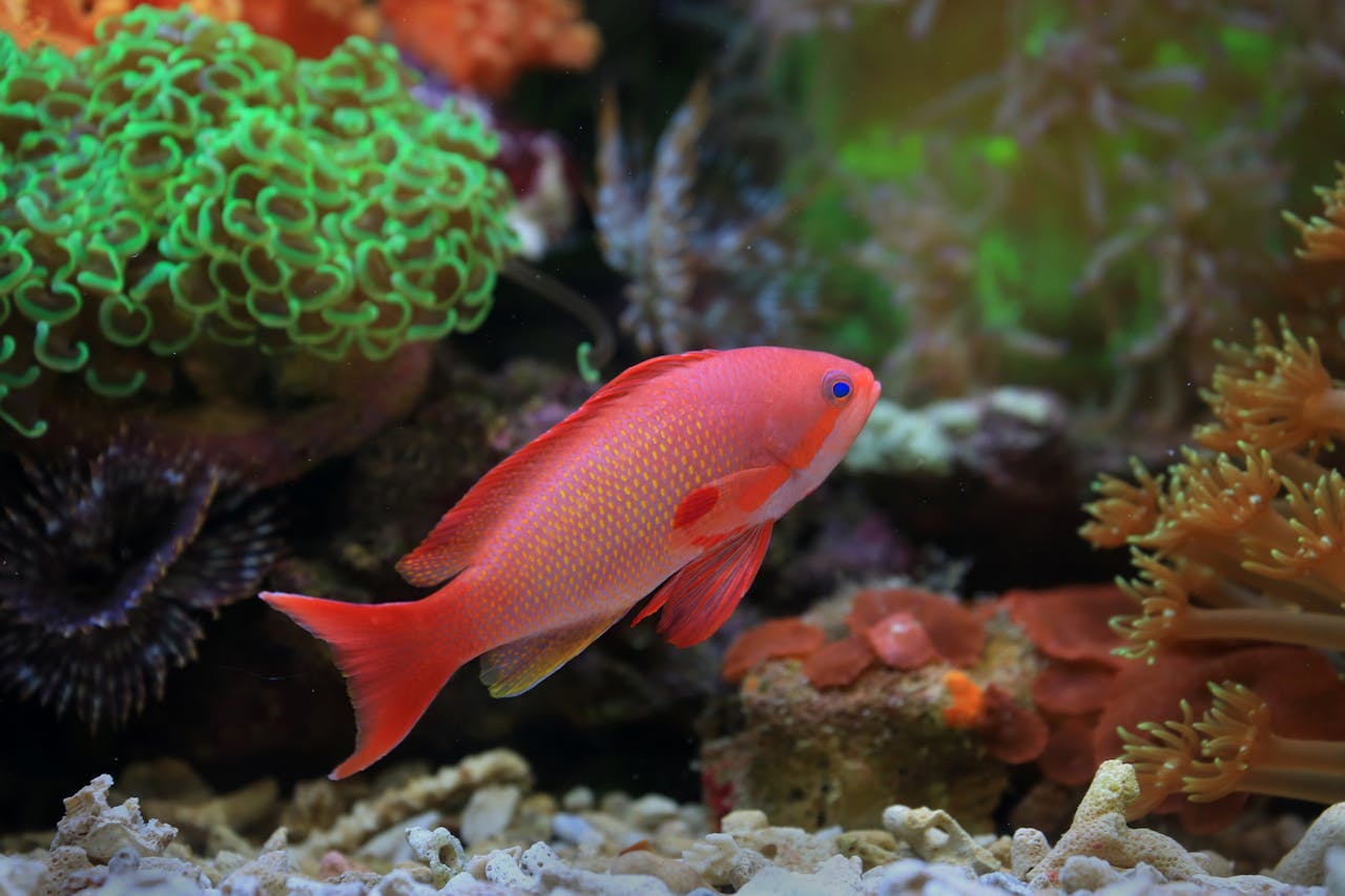 Goldfish Swimming Backwards