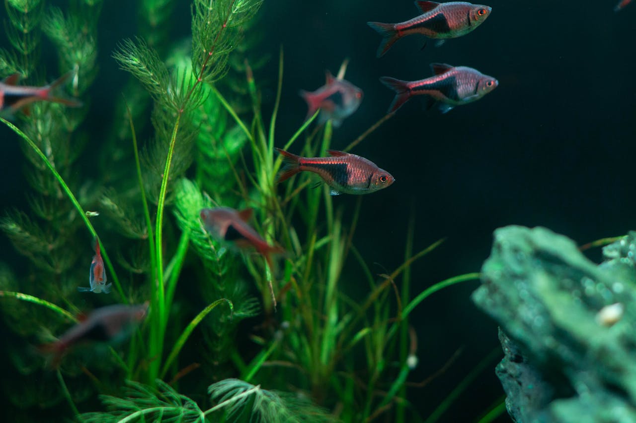 Goldfish Water for Plants