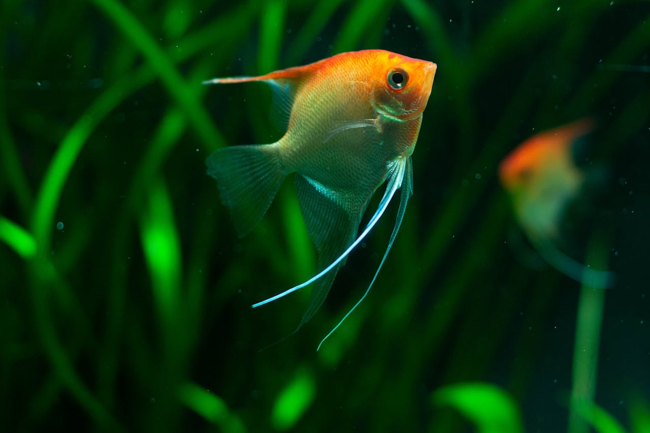 Can Goldfish Eat Ants