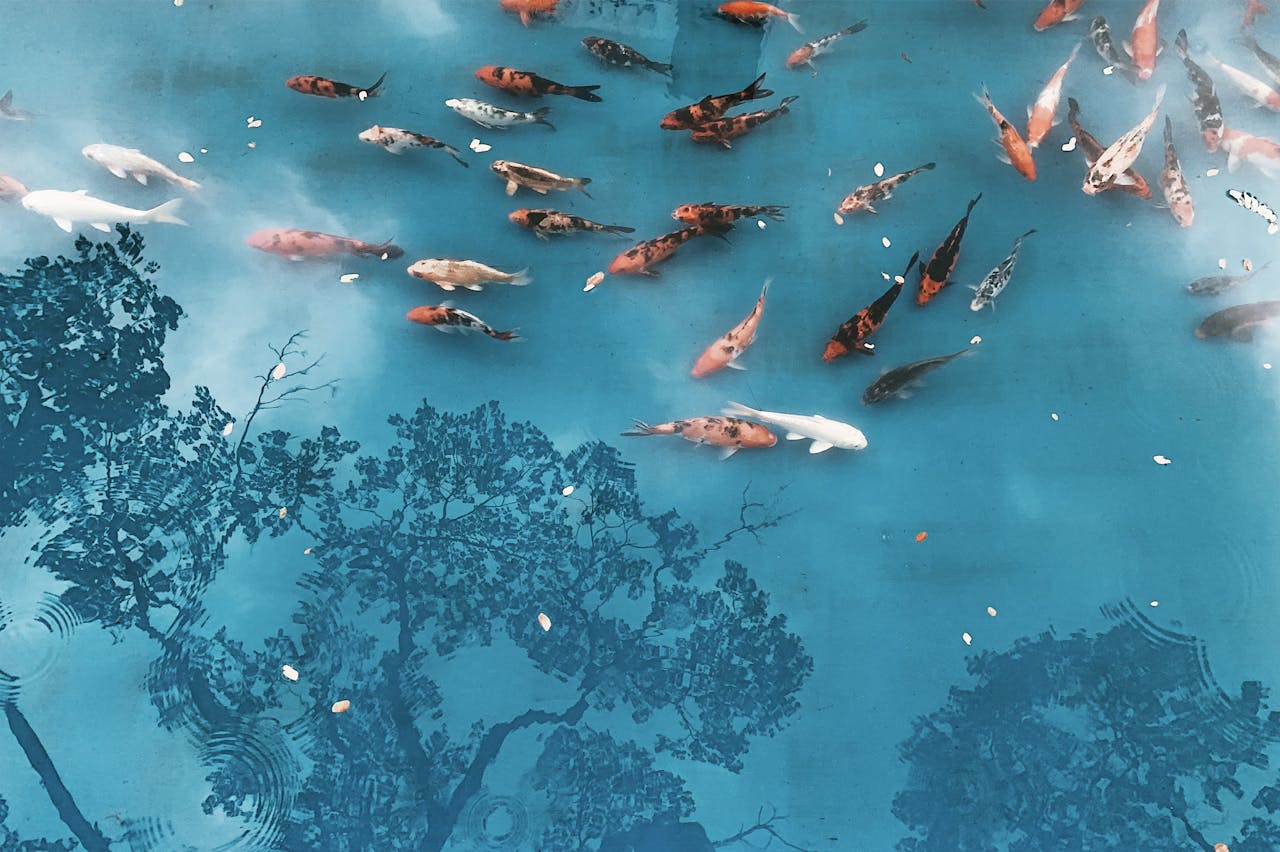 Goldfish Pond Supplies