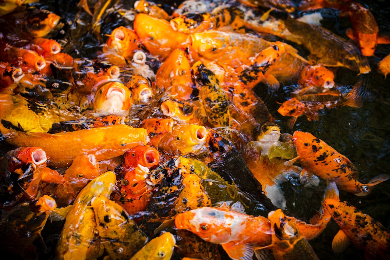 Goldfish Swimming Erratically