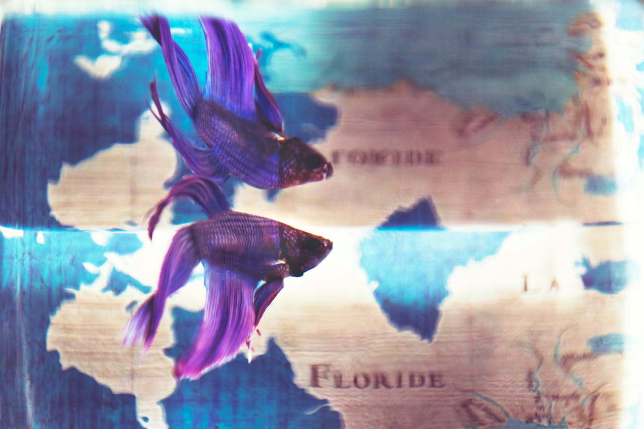 Can I Use Betta Water Conditioner for Goldfish