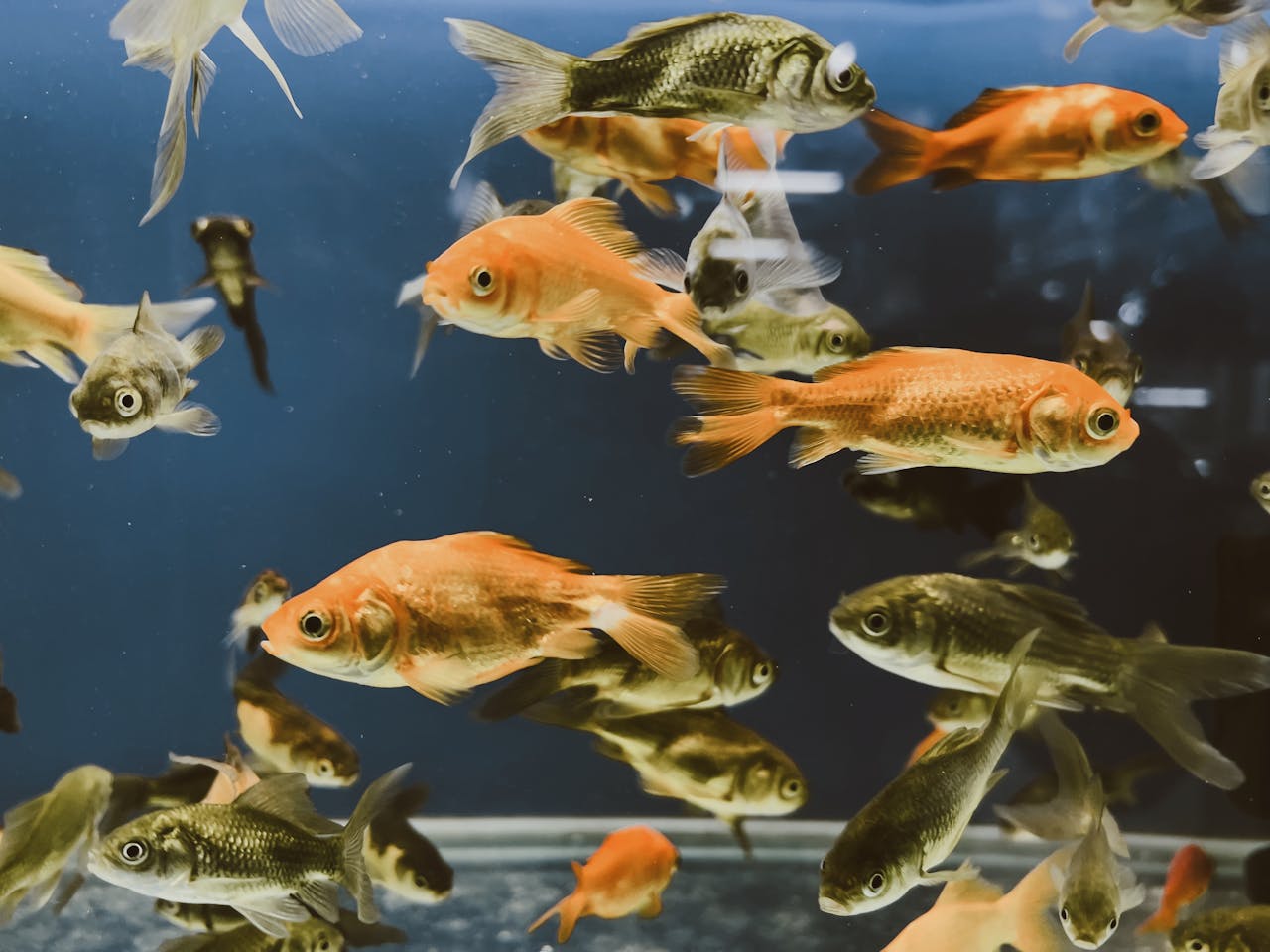 Do Fish Drown