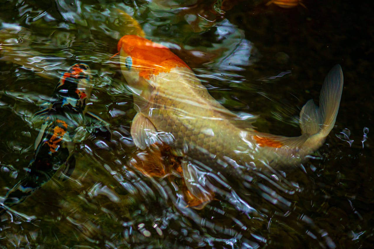 Can Goldfish Survive In Cold Water