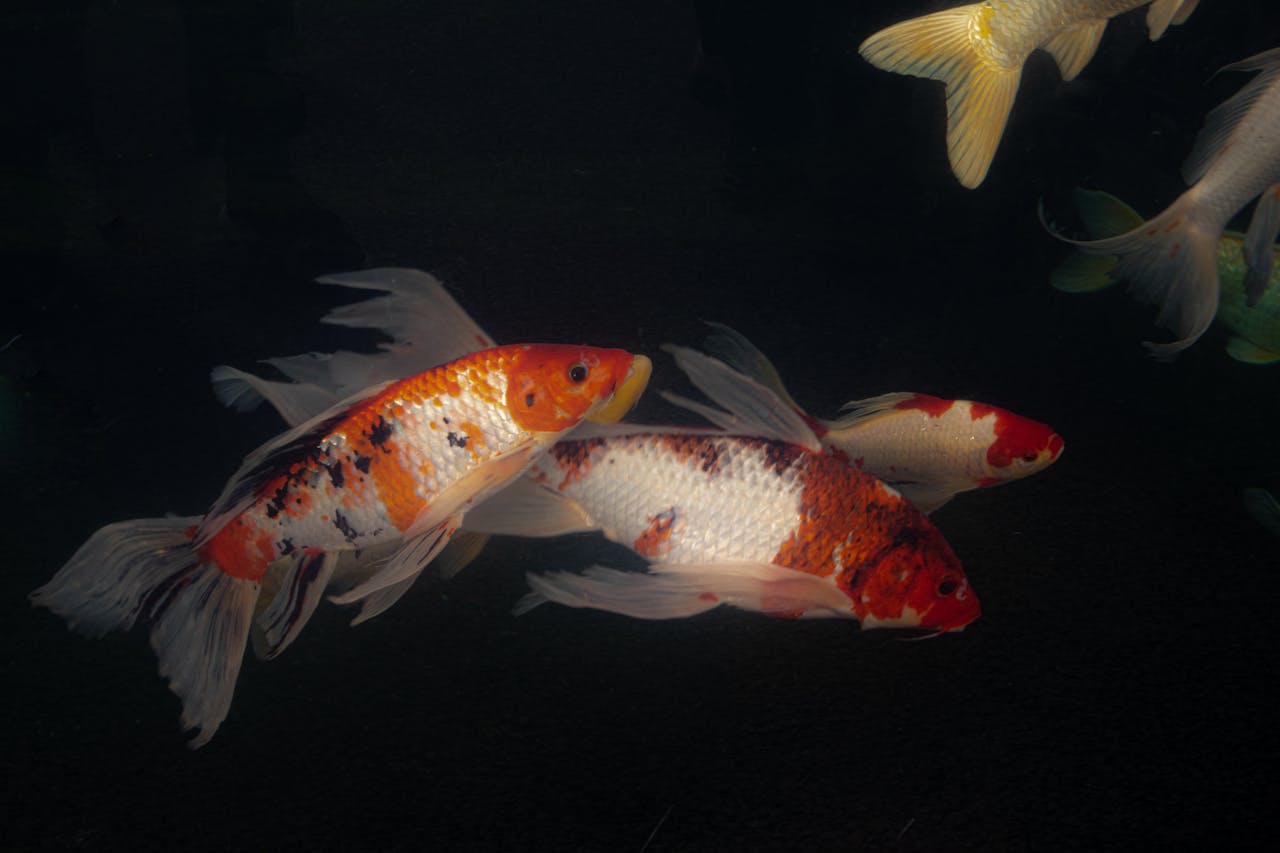 My Goldfish Turned Light Pink And He Is Very Pale, Is It Because He Is Old?