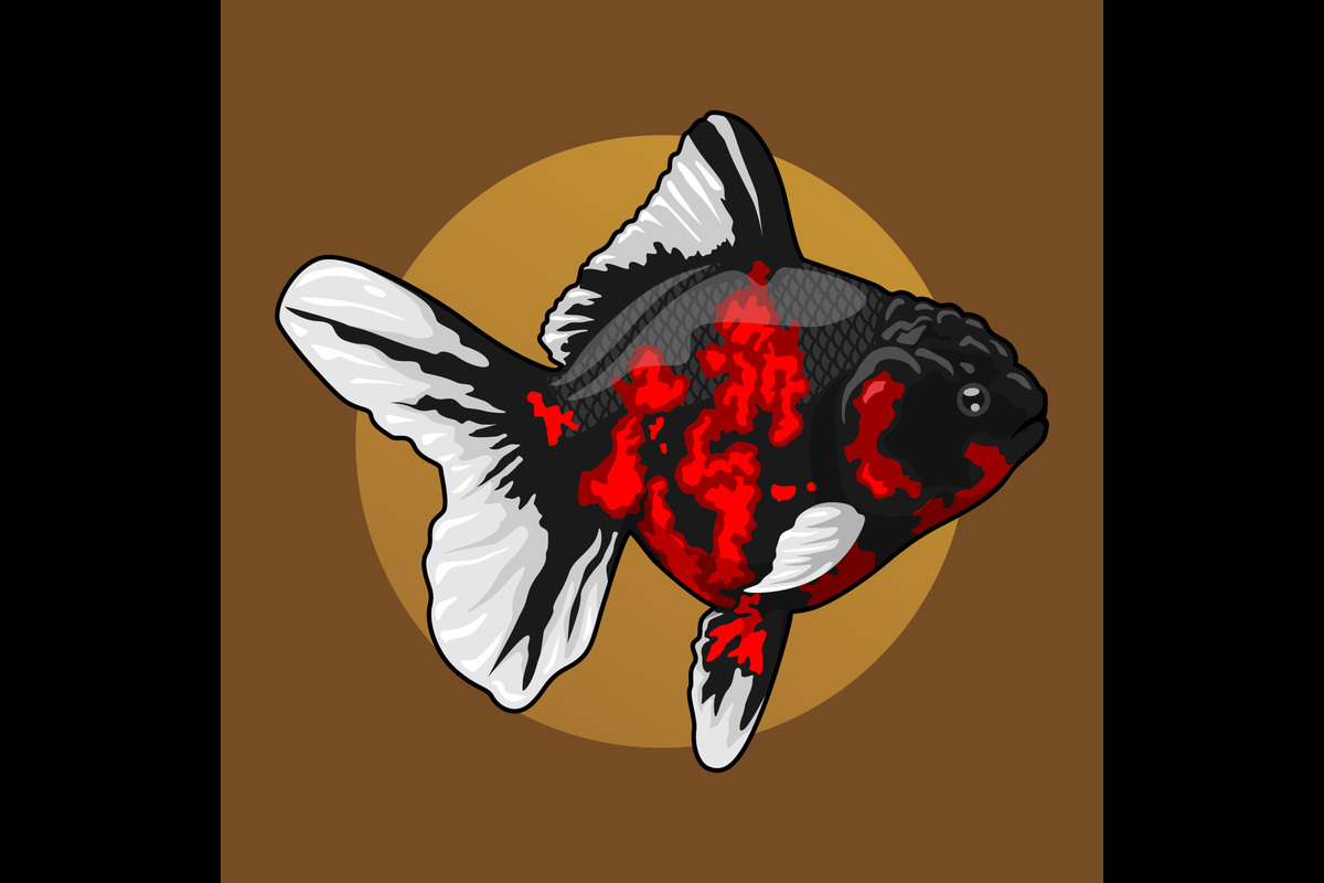 Black Goldfish for Sale