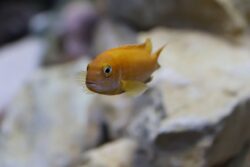 Best Water Conditioner For Goldfish