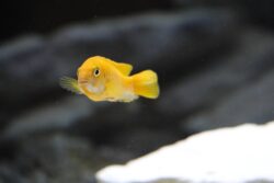 Are Goldfish Ok In Shallow Water?