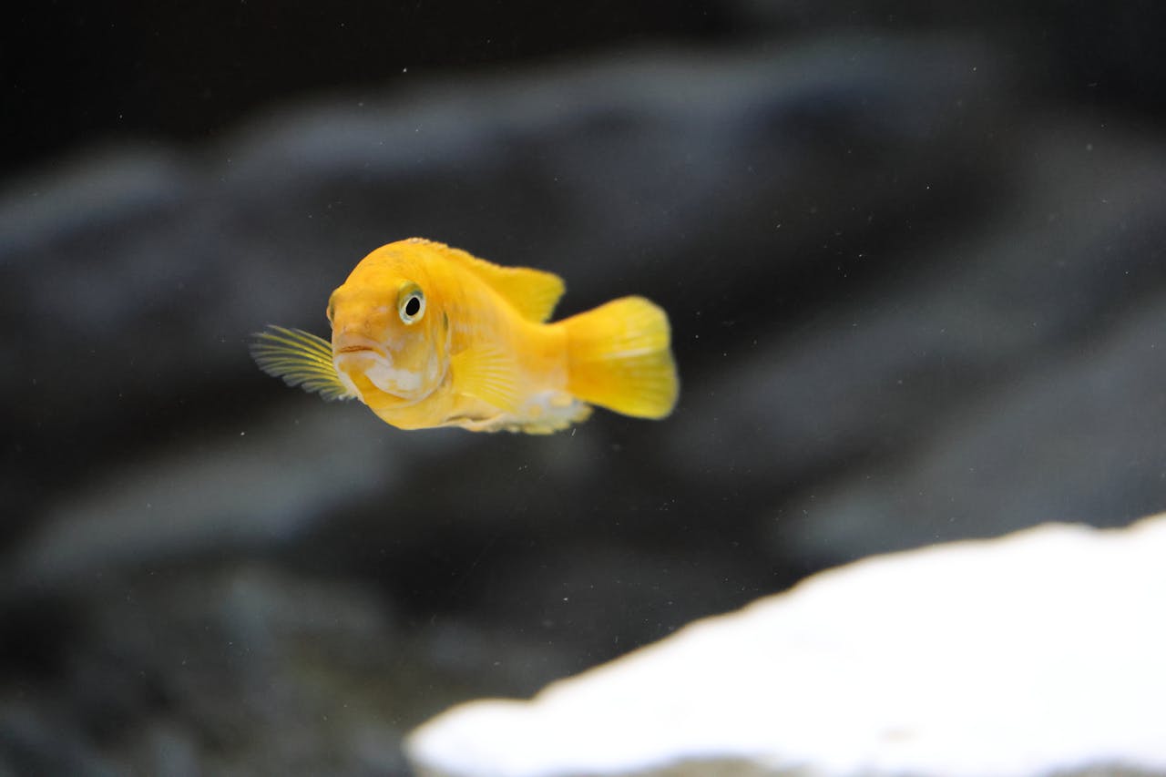 Are Goldfish Ok In Shallow Water?