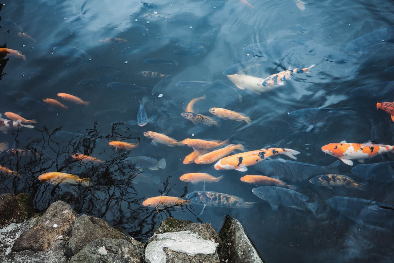 Goldfish Become Inactive