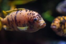 How Can I Improve My Goldfish Water Quality?