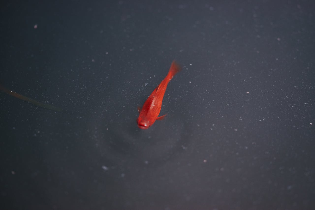 What Color Is A Goldfish