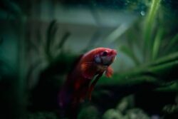 If You Touch A Goldfish Will It Die?