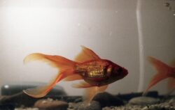 Are Goldfish Schooling Fish?