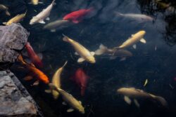 Are Bubble Eye Goldfish In Pain