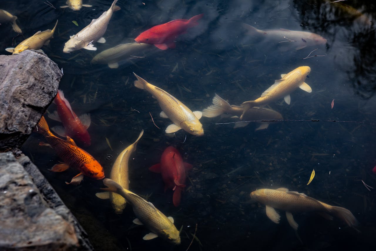 Are Bubble Eye Goldfish In Pain