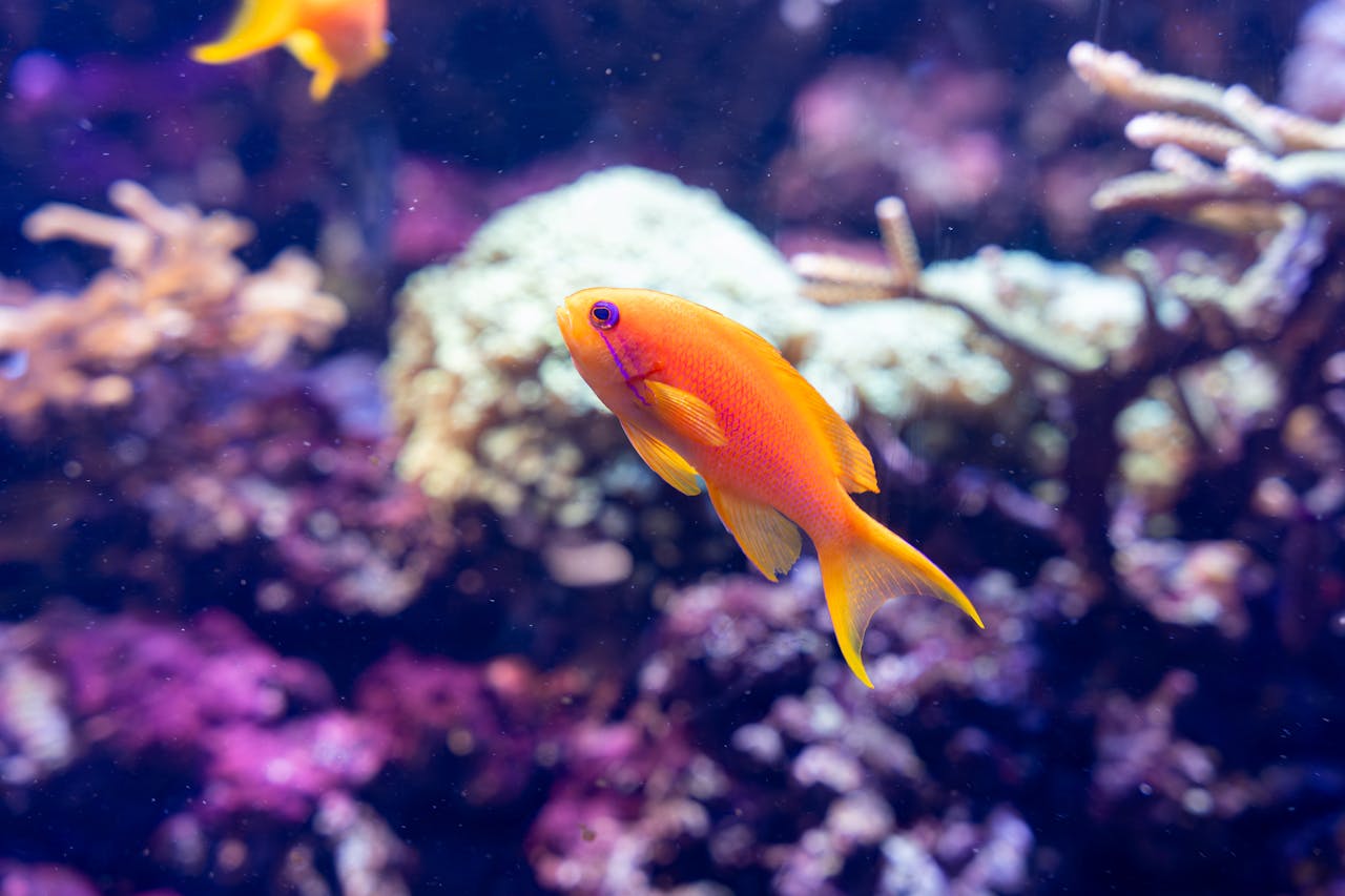 Bottom Feeder For Goldfish tank