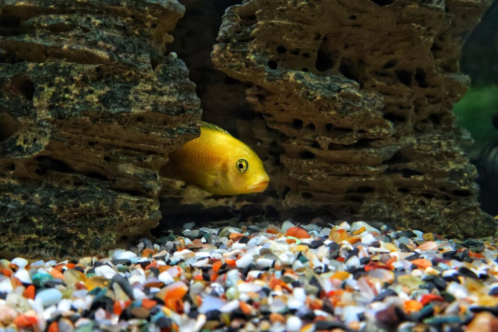 Gallery Detail: Can Goldfish Live In Dirty Water