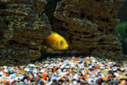 Can Goldfish Live In Dirty Water?
