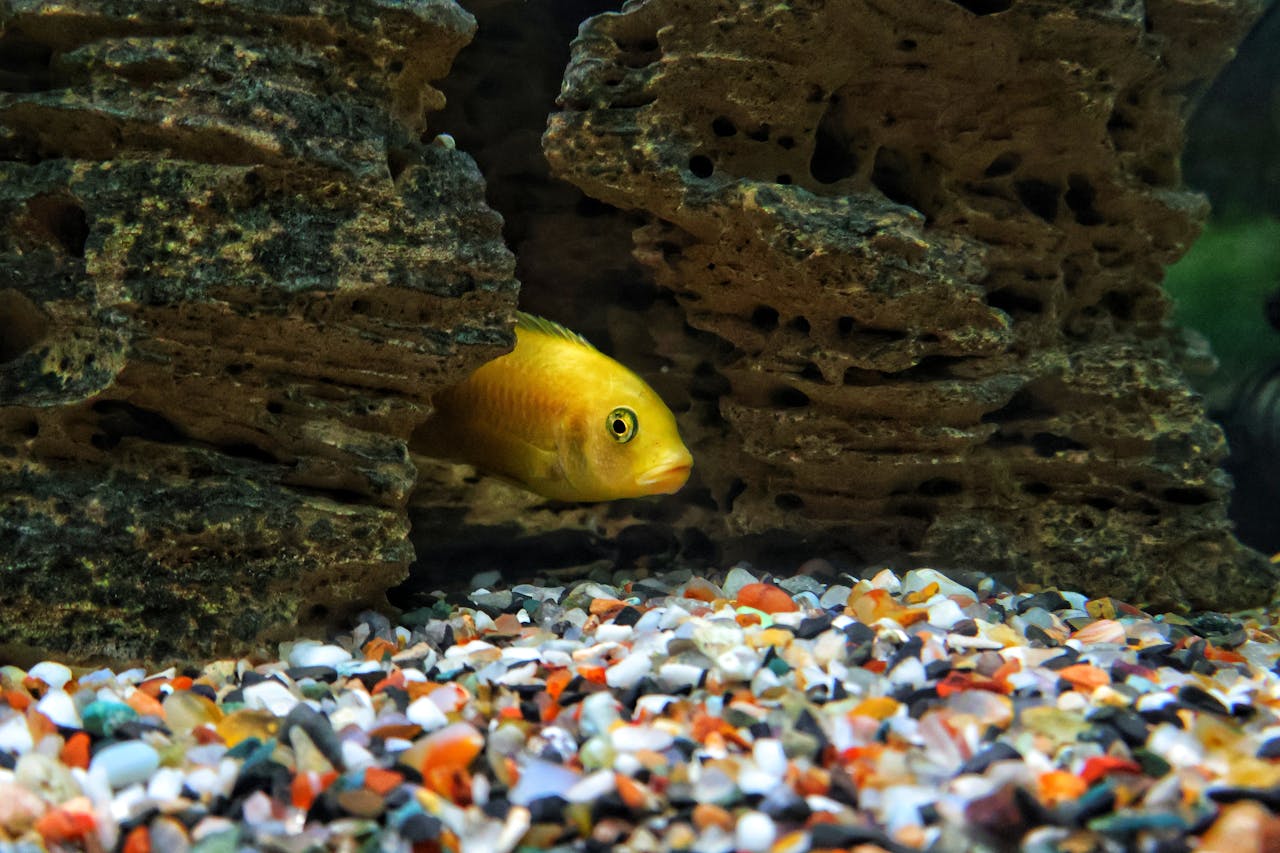 Can Goldfish Live In Dirty Water?