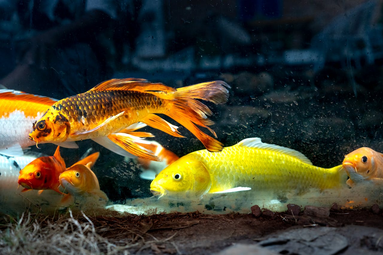 Goldfish Tuberculosis