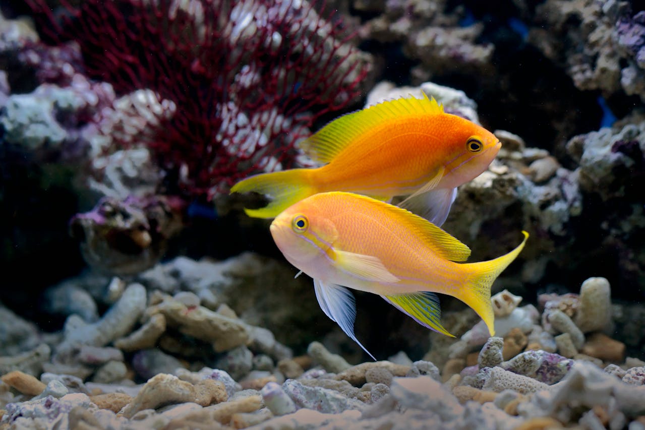 Types of Saltwater Angelfish