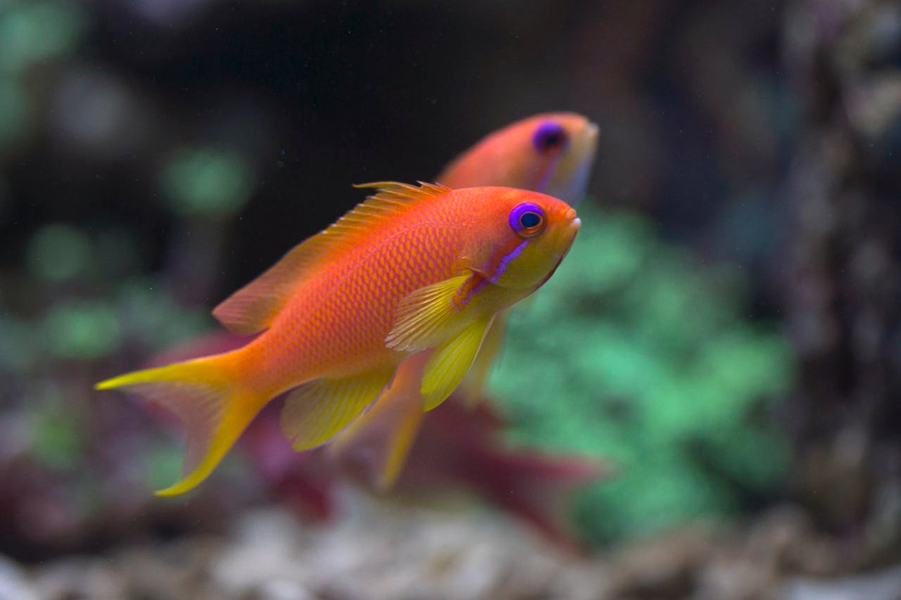 Are Goldfish Toxic To Other Fish?