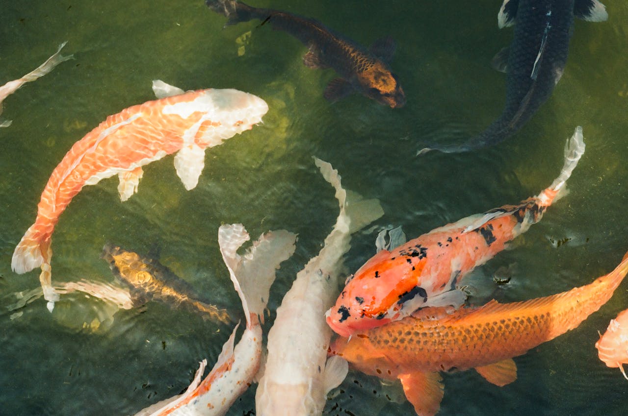 Goldfish Vacation Feeder